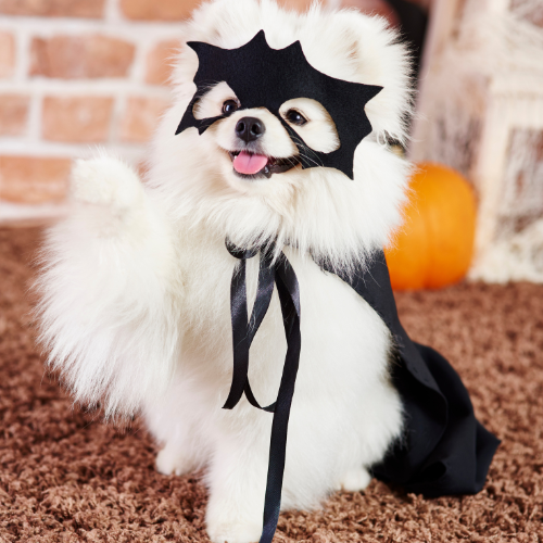 Dog - Clothes and Costumes