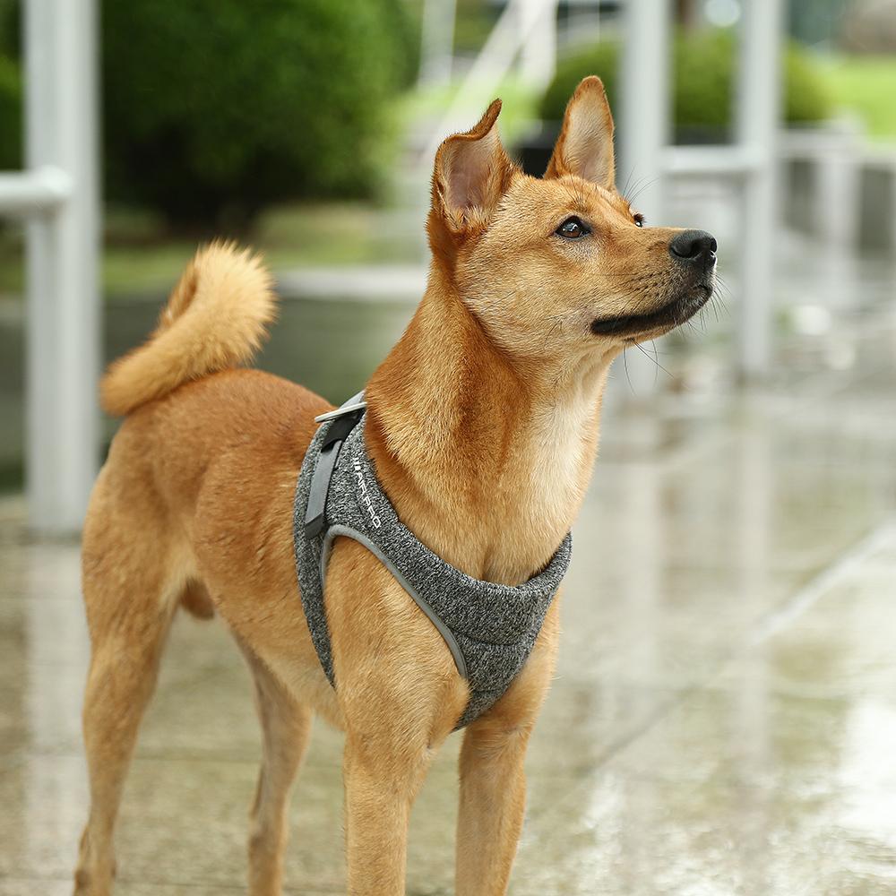 Air Pro Dog Harness - BestyPaws