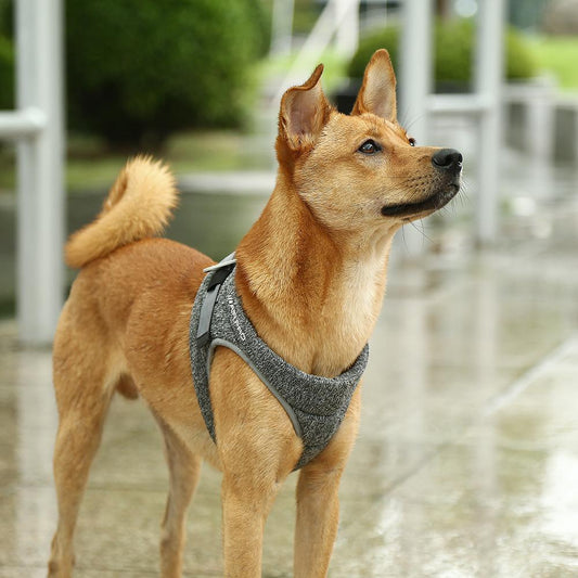 Air Pro Dog Harness - BestyPaws