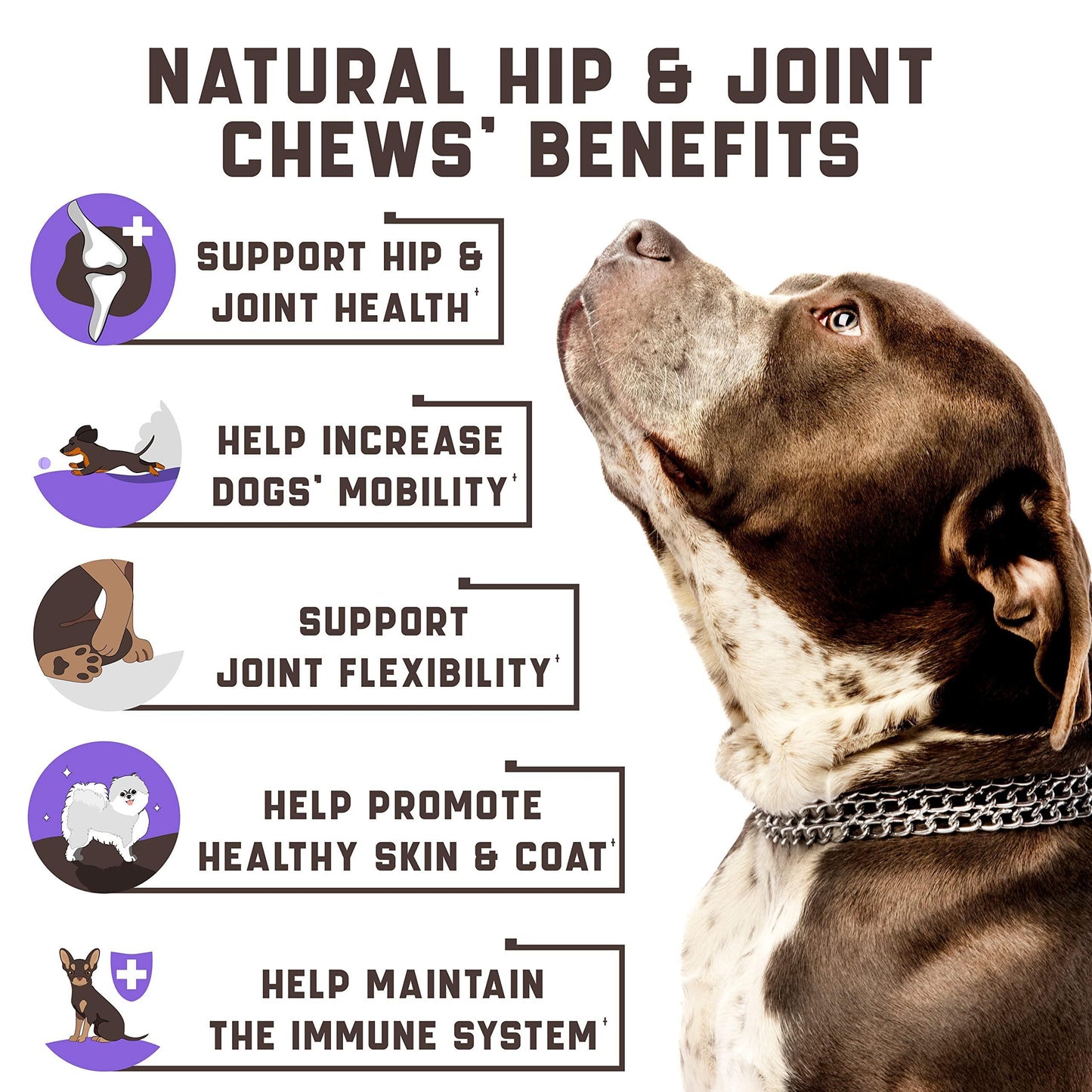 Glucosamine for Dogs - BestyPaws