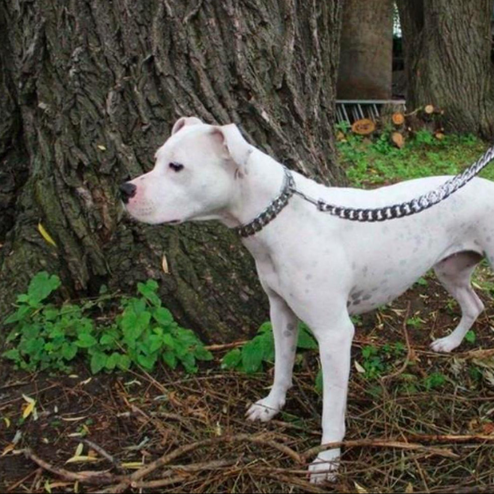 Caesar Cuban Link Chain - BestyPaws