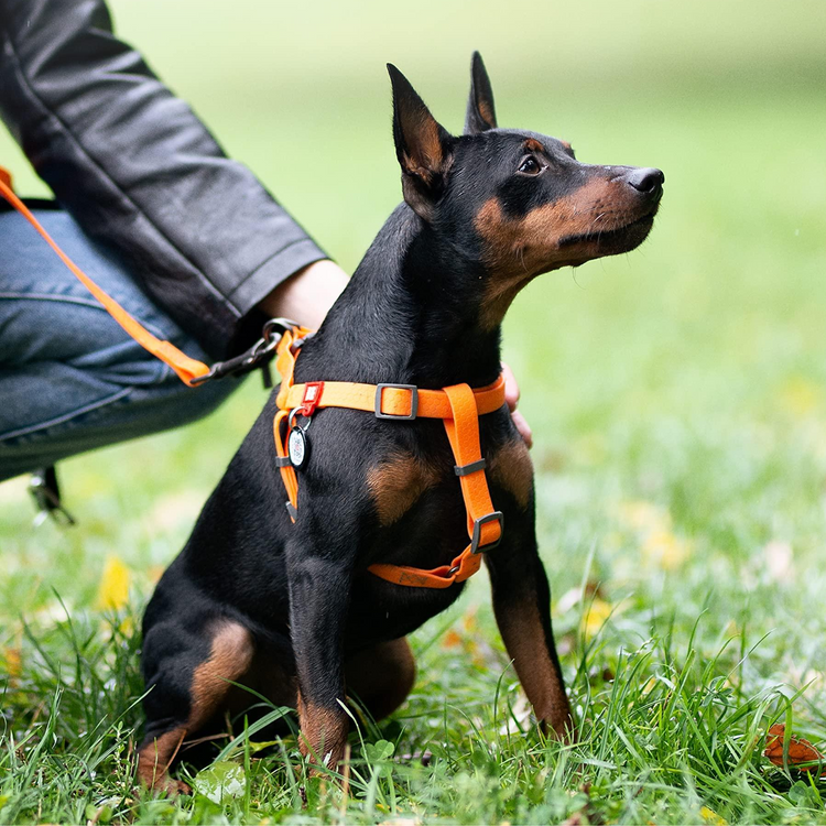 Waterproof Dog HarnesS - BestyPaws
