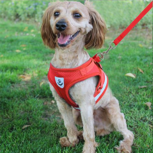 Harness for Chihuahua Pug - BestyPaws