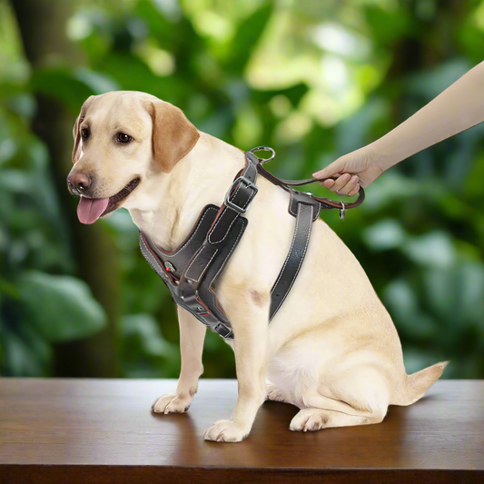 Durable Dog Harness