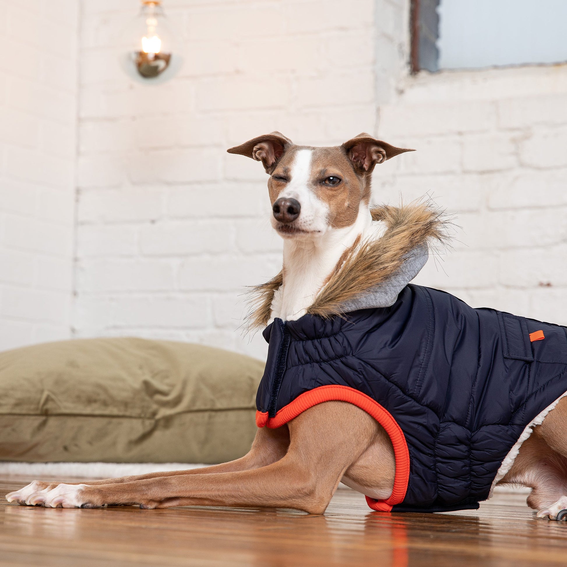 Winter Sailor Parka - Navy - BestyPaws