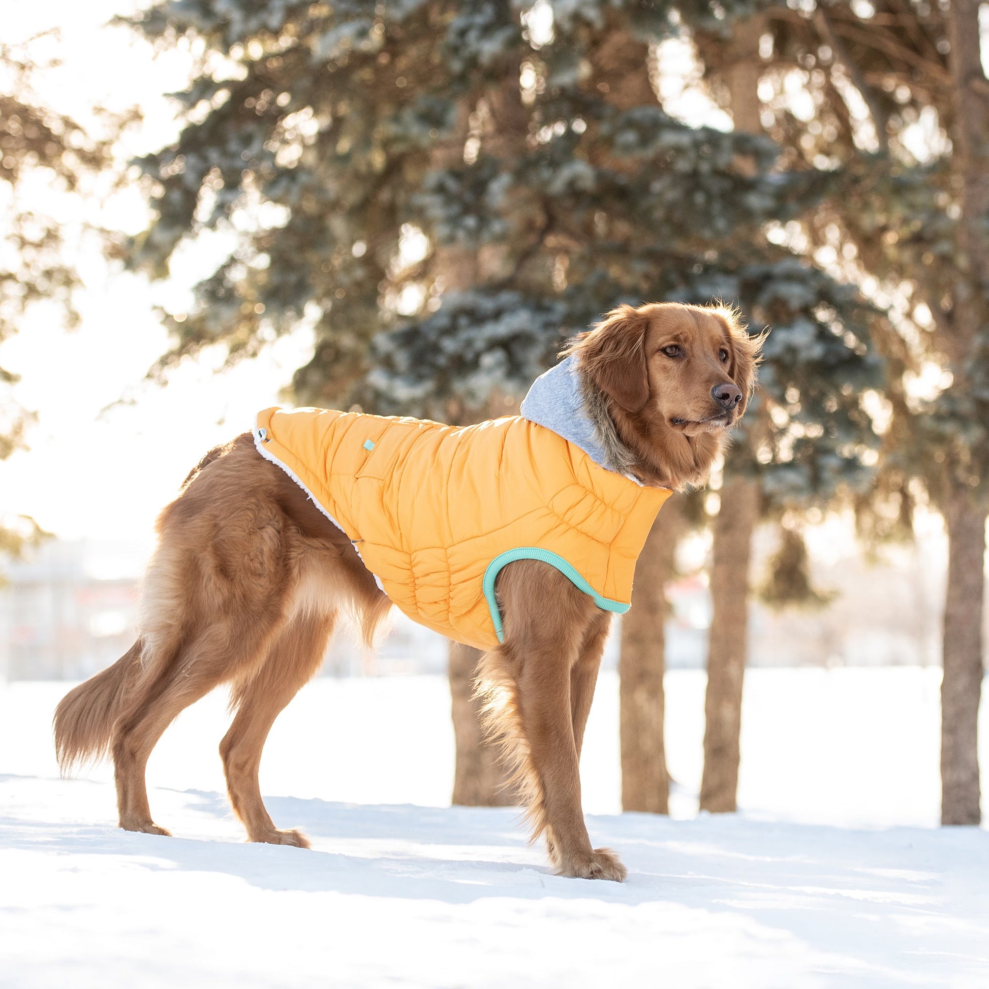 Winter Sailor Parka - Yellow - BestyPaws
