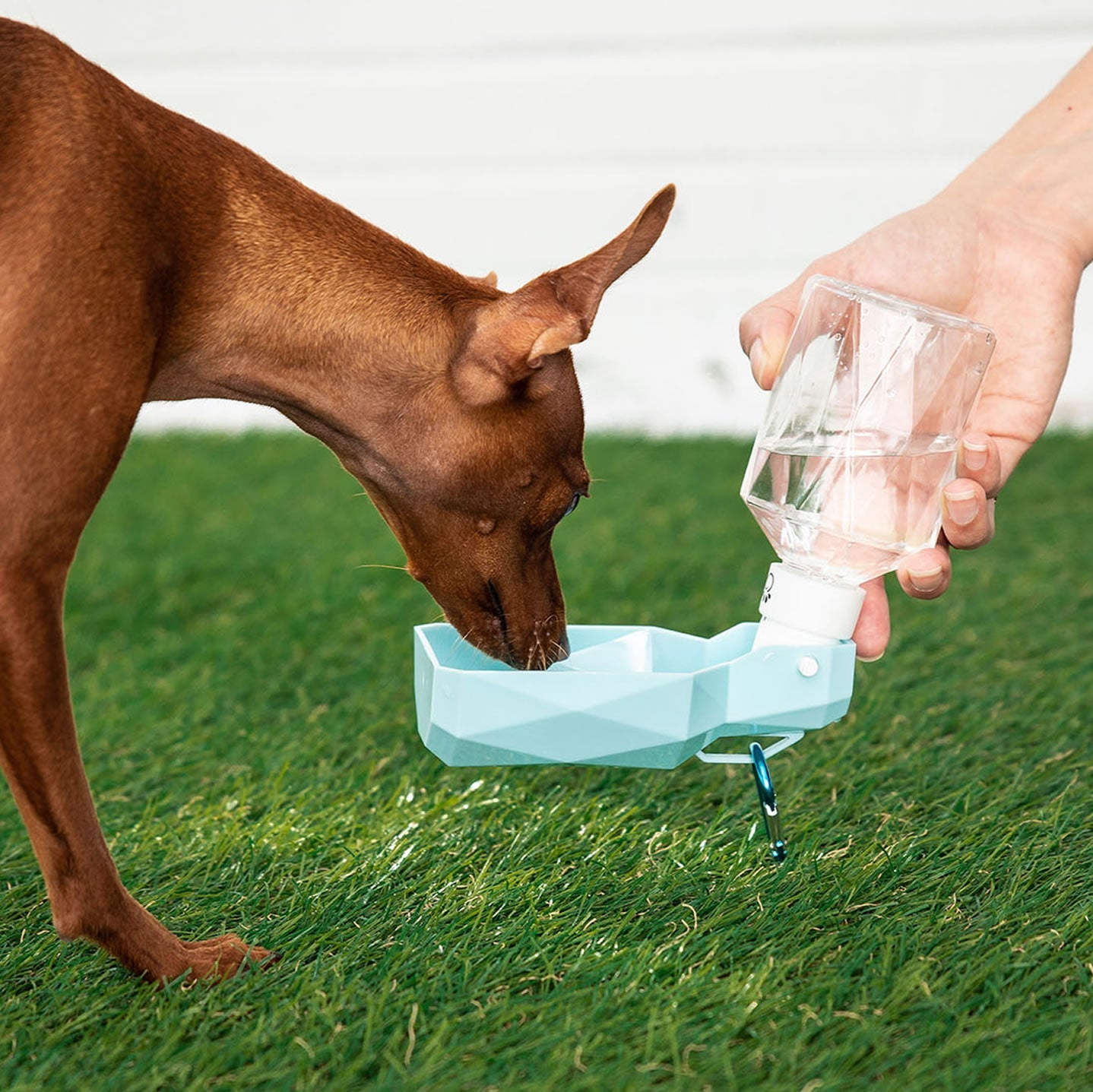 Water Bottle - BestyPaws