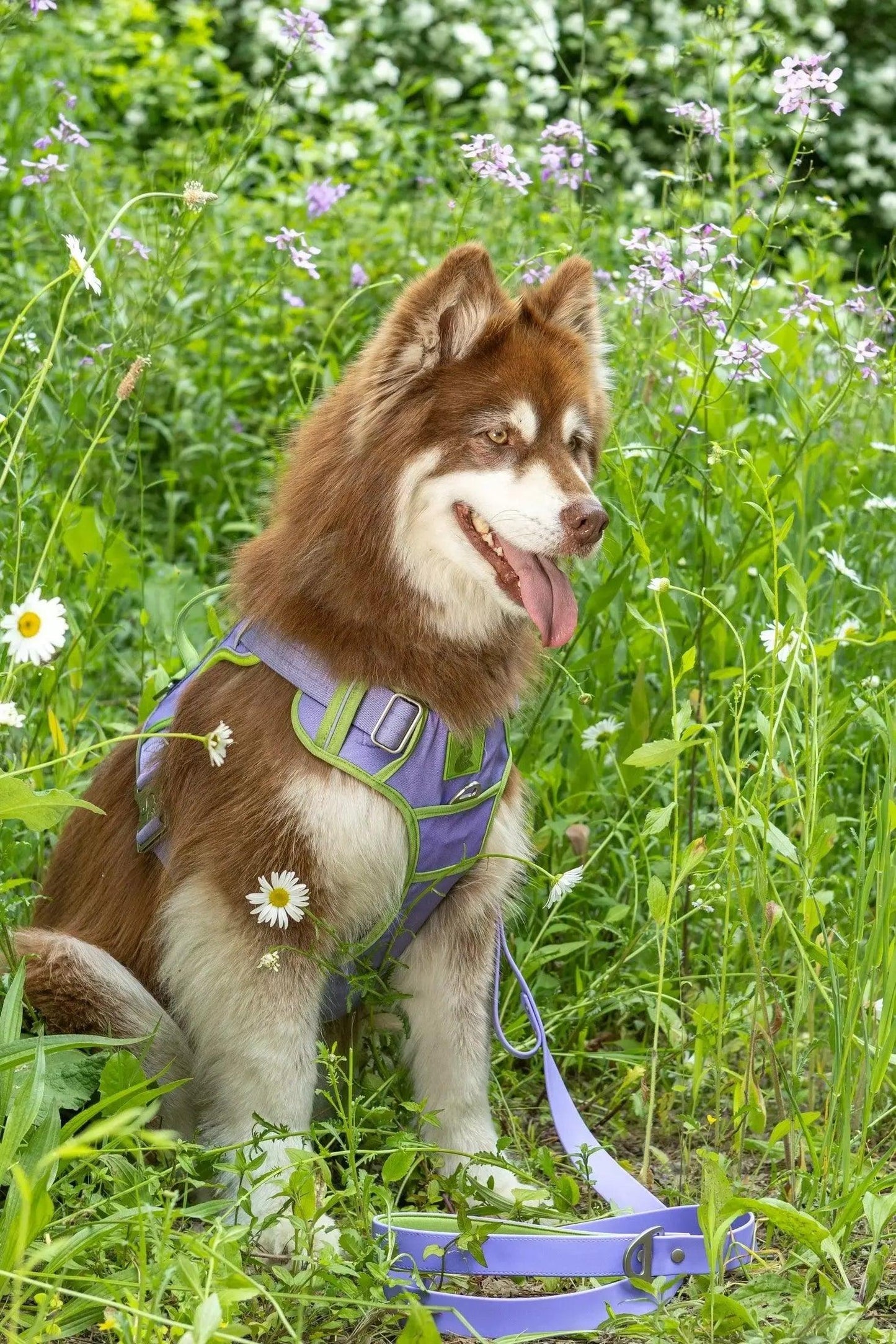 Ultimate Designer Dog Harness - BestyPaws