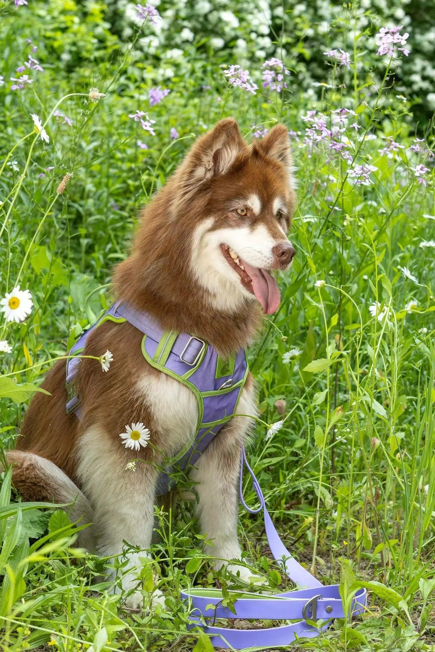 Ultimate Designer Dog Harness - BestyPaws