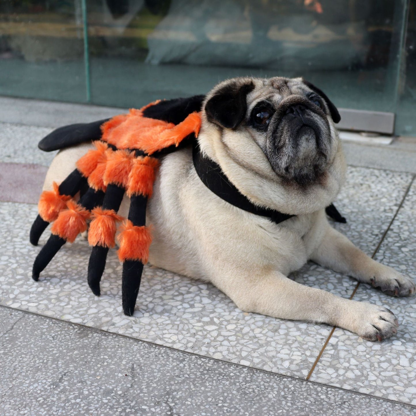 Halloween Spider Pet Costume - BestyPaws
