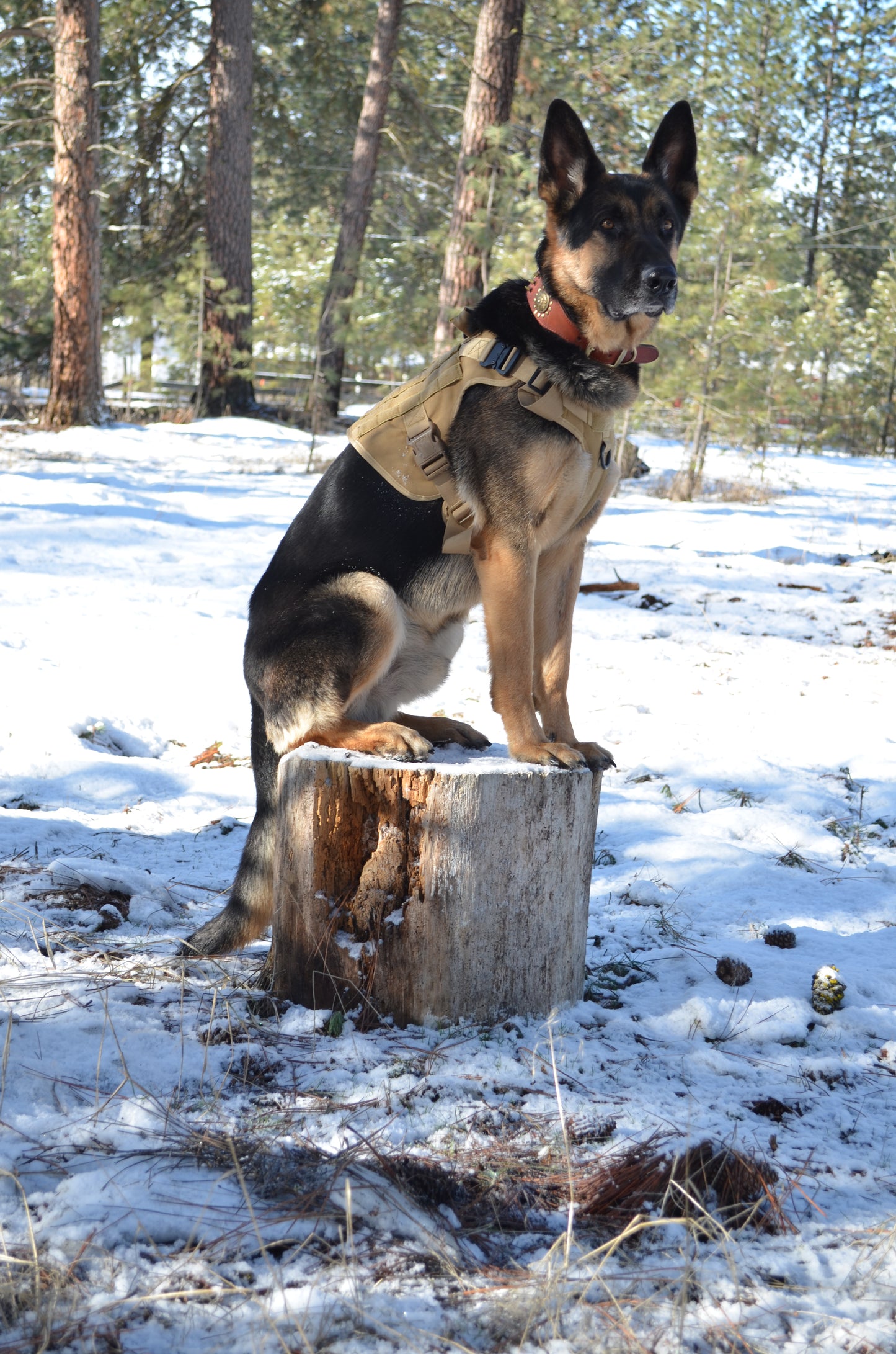 Military Dog Tactical Harness - BestyPaws